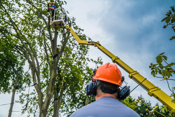 Baumrückschnitt mit Hubsteiger - Kollegen beobachten den Holzfäller