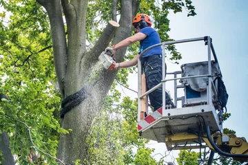 Fotobehang Baumrückschnitt mit Hubsteiger - Kollegen beobachten den Holzfäller © Lukassek