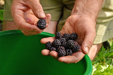 Campesino colectando cosecha de moras.Agricultor sujetando moras.