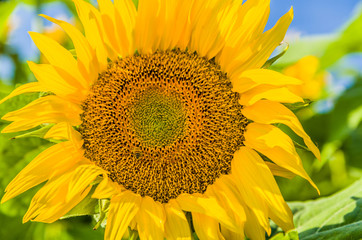 Obraz premium close-up of a sunflower