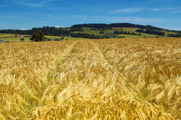 Golden wheat field, harvest