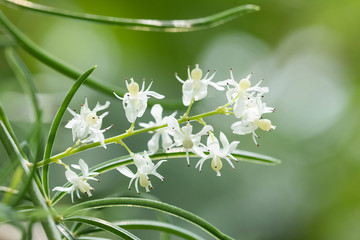 Shatavari (Asparagus racemosus Willd.) Flowers  , Herbal plant.