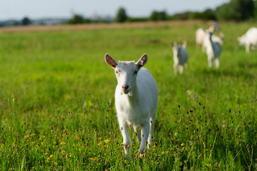 goatling
