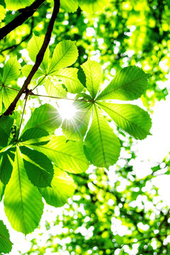 Chestnut leaves with real sun rays