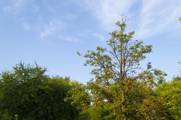 Rowan-tree with ripe orange berries