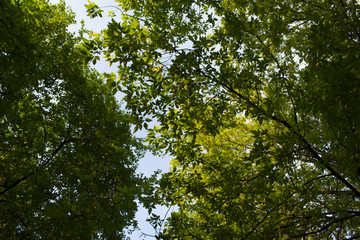 Green tree leaves above background
