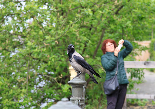 cuervo turista sacando una fotograf&iacute;a a un cuervo berl&iacute;n  5794-f15
