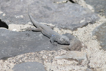 Lagarto, Gallotia Galloti, Teide, Islas Canarias