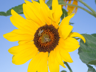 bees at work and sunflower