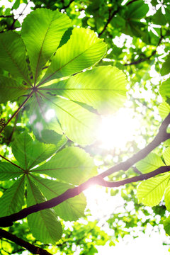 Chestnut leaves with sun and lens flare
