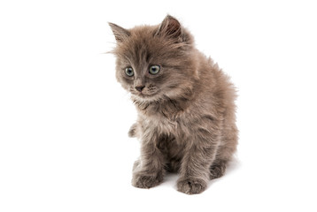 gray kitten