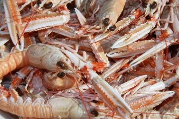 frische Langusten