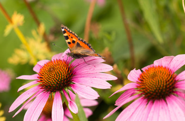 colourful butterfly sitting on purple echinacea 