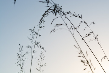 Outlines of delicate wild grass stalks