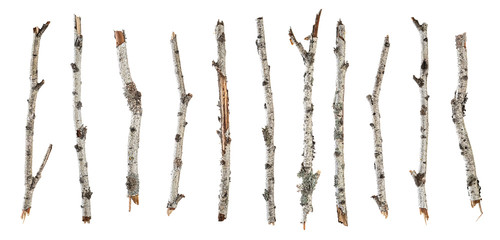 Collection dry branches birch isolated on white