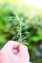 Hand holding a sprig of fresh rosemary. Selective focus.