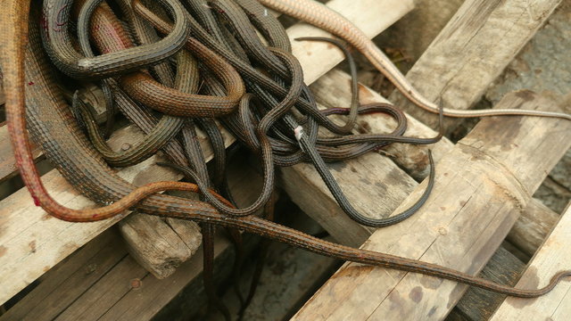 Dead water snakes captured and carried by boat ( close up)