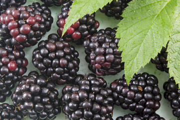 Fresh blackberries on blackberry leaf