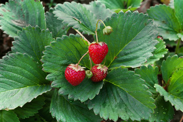 ripe strawberries among the leaves closeup
