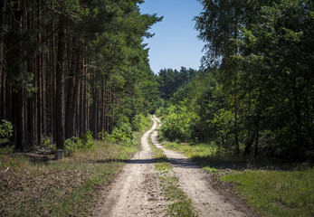 Fototapeta premium schmaler Waldweg