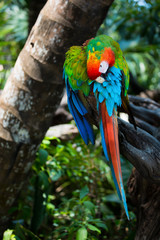 Ara Arakanga