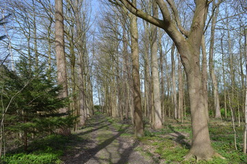 Obraz premium Cart trail through rows of trees in winter