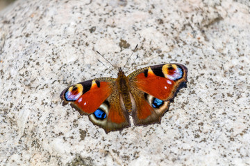Fototapeta na wymiar Beautifull butterfly on white rock 