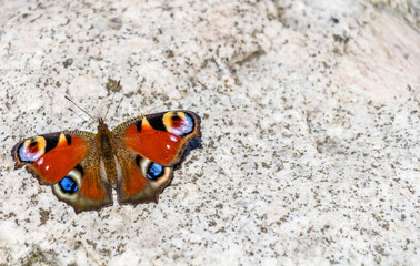 Fototapeta na wymiar Beautifull butterfly on white rock 