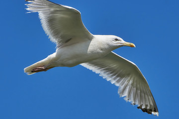 Seagull in flight