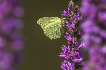 Zitronenfalter (Gonepteryx rhamni)