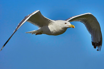 Seagull in flight