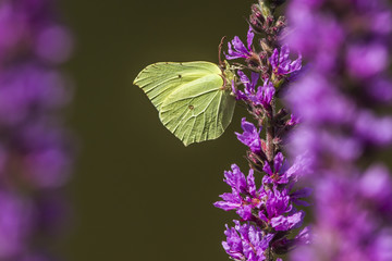 Zitronenfalter (Gonepteryx rhamni)