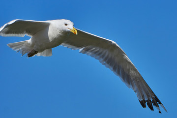 Seagull in flight