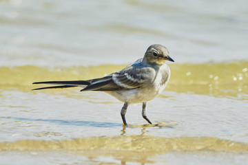 Sand Martins