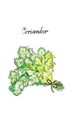 Watercolor vector coriander