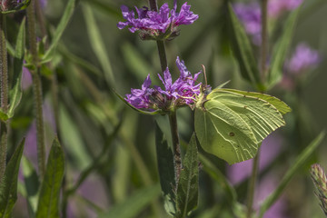 Zitronenfalter (Gonepteryx rhamni)