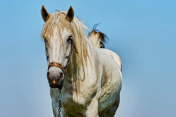 Portrait of a horse
