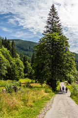 Fototapeta na wymiar On the trail near Pec Pod Snezkou in Krkonose mountains, Czech Republic 