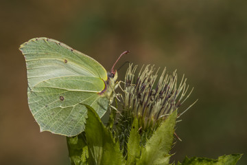 Zitronenfalter (Gonepteryx rhamni)