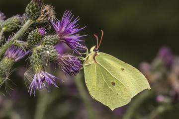 Zitronenfalter (Gonepteryx rhamni)