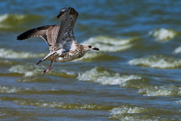  Common gull in flight