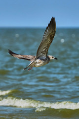  Common gull in flight