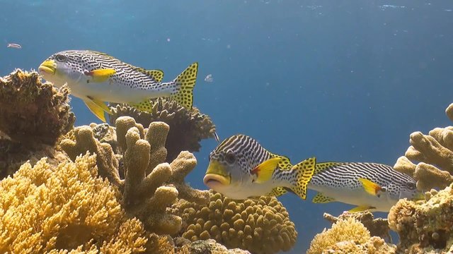 Diagonal banded sweetlips on a coral reef in Philippines.