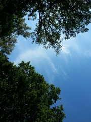Himmel über den Baumkronen