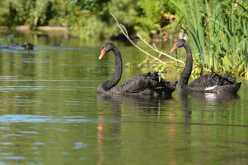 Black Swan - pair