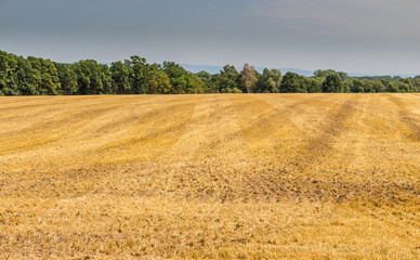 Field of cut wheat and bright blue sky with cumulus clouds. Rural landscape. Bright sunny day.
