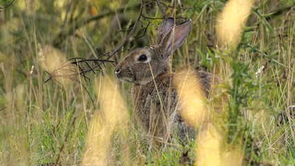 European rabbit also called the common rabbit (Oryctolagus cuniculus) living wild in the tall grass on the island of Bornholm (cropped version)