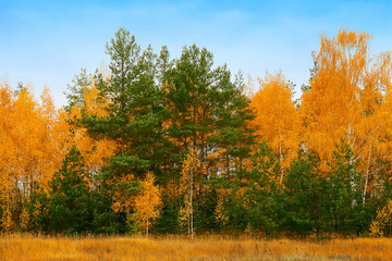 Obraz premium autumn forest