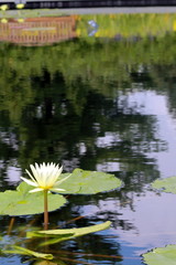 Lily pad on pond with reflection of trees