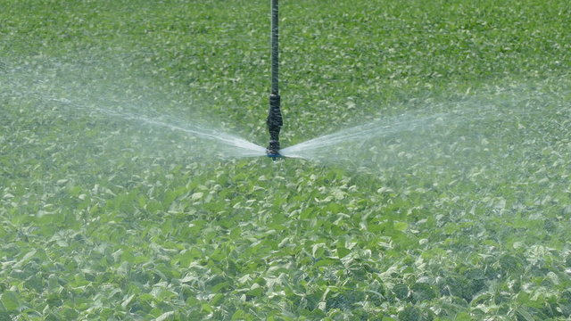 Soybean field with Irrigation system for water supply closeup of sprinkler